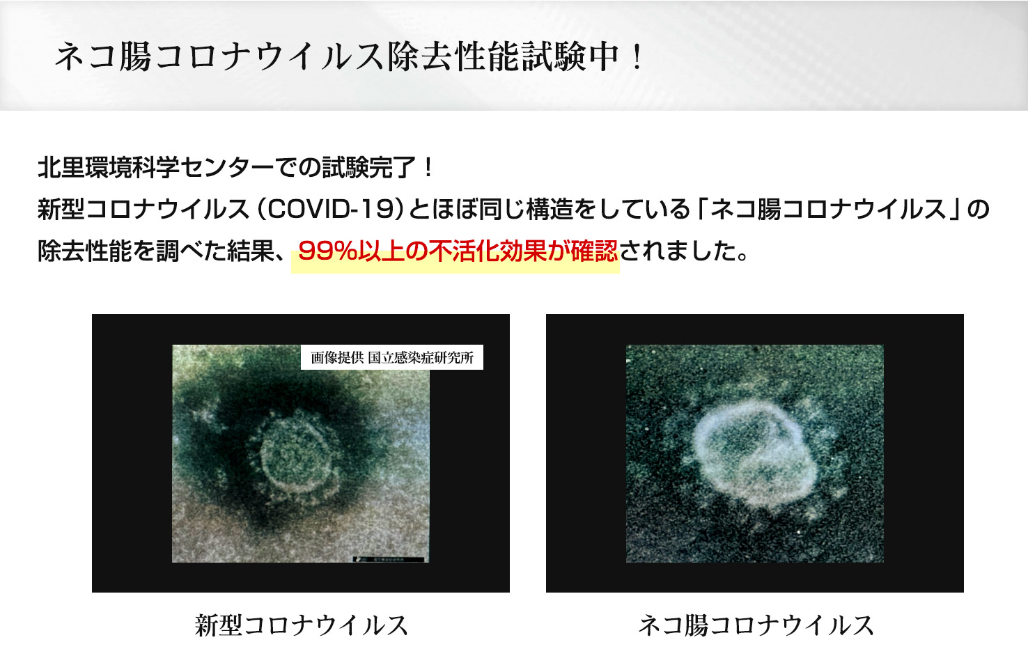 ネコ腸コロナウイルス除去性能試験中!